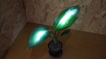 Automatic Generation of Interactive Projection Mapping for Leaves (SIGGRAPH ASIA 2018 posters)