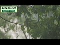 Heavy rain and thunderstorms 11 hours of real rain forest sounds and thunder deep sleep