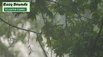 HEAVY RAIN And THUNDERSTORMS- 11 Hours of Real Rain Forest Sounds and Thunder (DEEP SLEEP)