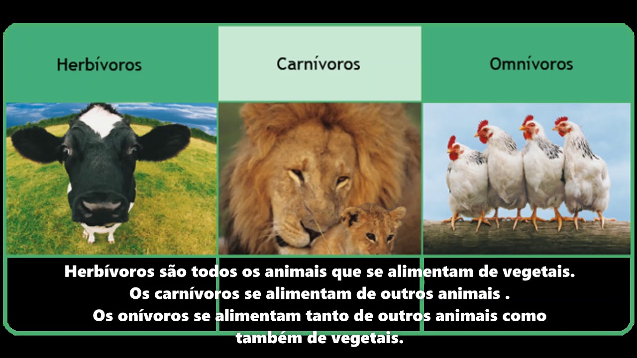 Classificação dos animais quanto sua alimentação - YouTube