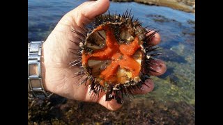 SEA URCHIN / HINDI / RAPID INTELLIGENCE