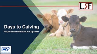 Days to Calving Tipsheet