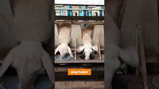 Af Koyununda İnanilmaz Süt Veri̇mi̇