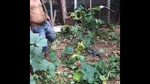 Como um lagarto ataca?
