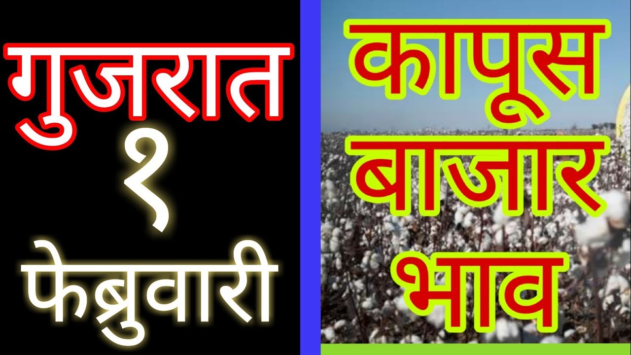 कापूस बाजार भाव गुजरात मधील बाजार समित्यांचे #### cotton price in all Gujtath सोयाबीन की बड़ी कैसे बनाई जाती है