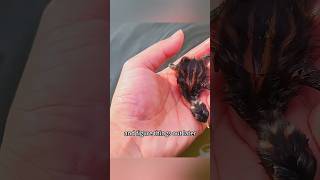 Rescató a un animal Ave del Agua y Tiempo Después Regresó para Presentarle a sus Crías #animal