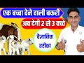 Goat farming sirohi sojat barbari beetal black bengal totaparigujari bakari twin baby