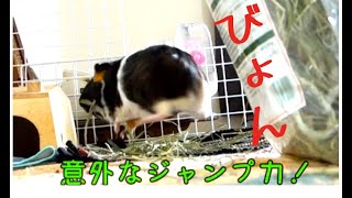 ハイテンション モルモット ポップコーン ジャンプまとめ 再編集版 Guinea Pig 天竺鼠 豚鼠 Youtube