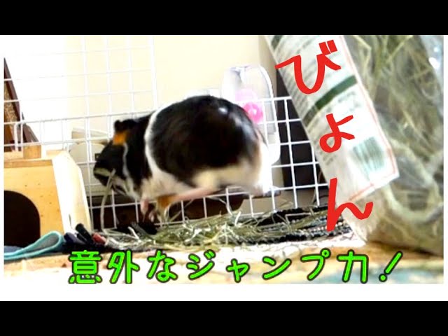 ハイテンション モルモット ポップコーン ジャンプまとめ 再編集版 Guinea Pig 天竺鼠 豚鼠 Youtube