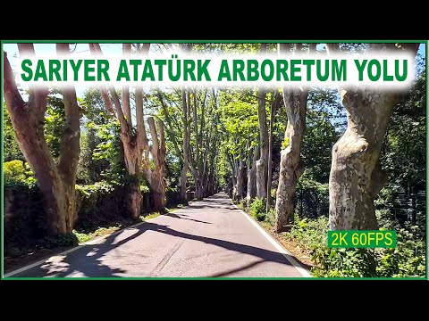 İstanbul Sarıyer Atatürk Arboretumu yolu | Süper Manzaralı Yol #istanbul #atatürk #arboretum #keşfet