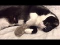 ハムスターを優しく抱きしめる猫🐾❤️🐭猫とハムスター【40】
