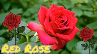 What is the meaning of red rose ? What is it 12 flowers means?