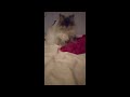 Persian Ragdoll Kneading