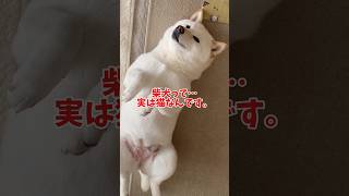 柴犬っ実は猫なんです🐈　#shorts #犬 #柴犬 #dog