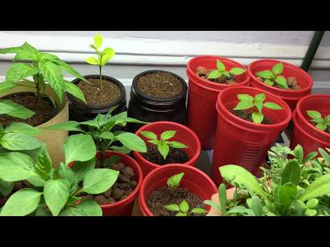 Double Cup Method Mini Bell Pepper Plants - Flowering!
