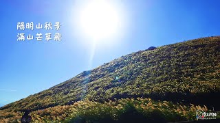 陽明山芒草季2021｜景點｜步道｜交通 #shorts #short