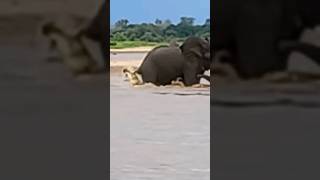 Cocodrilo se mete con un Elefante y acaba mal. 🐊🆚️🐘