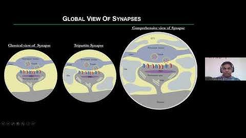 VVG Krishna Inavalli - Correlative super-resolution microscopy in neurons - Imaging ONEWORLD