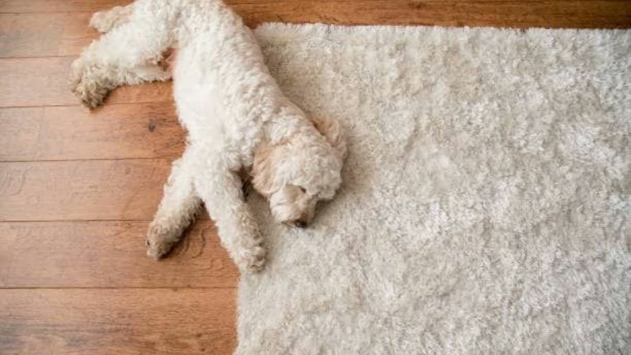 Los Angeles Carpet Cleaners Offer The Best Service For Handmade Area Rugs