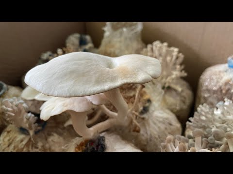 Mushroom Growth Time