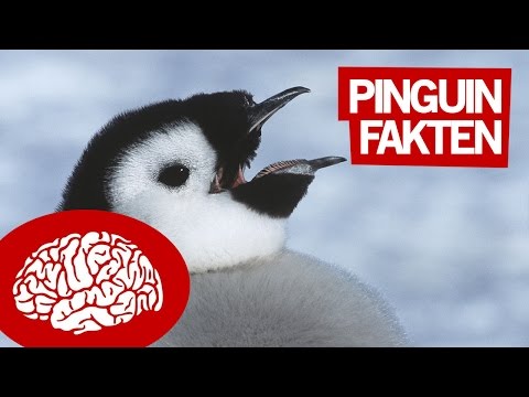 Video: Interessante Fakten über Pinguine. Pinguine der Antarktis: Beschreibung