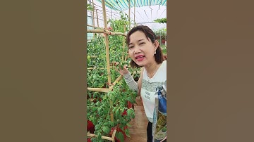 Cà chua cũng dễ trồng nè#thuytrangsadec #trongrausanthuong #nhatrangsadec