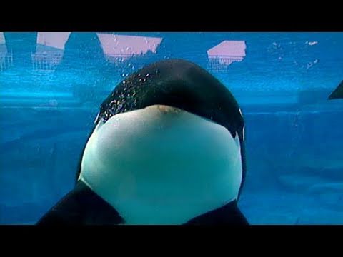 What's Killing Shamu?