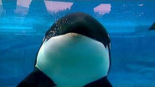 What's Killing Shamu?