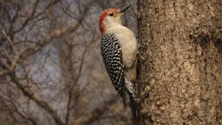 RED-BELLIED WOODPECKER in a Quiet Forest: Relaxing Animal Screen No Music - Background for TV screenshot 5