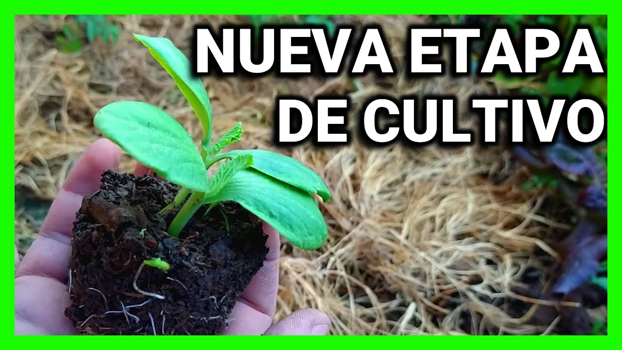 ZAPALLITOS VERDE DE TRONCO SEMILLEROS Y SIEMBRA en suelo cultivo como y cuando plantar BUENOS AIRES
