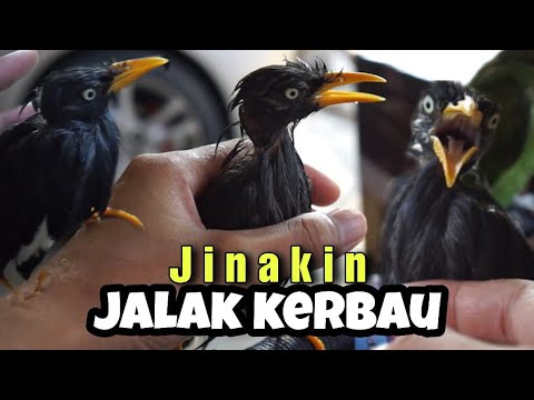 570 Gambar Burung Jalak Dan Kerbau Gratis