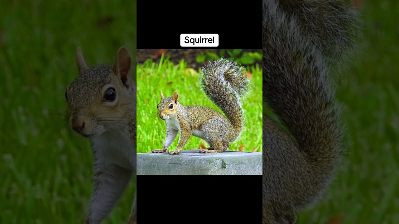 If Animals Were Fat Shorts Memes