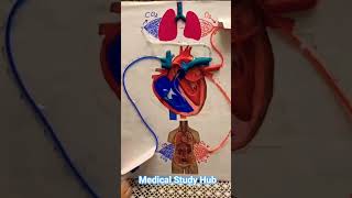 Aapke body me blood aise circulate hota hai 😳 I🫀Heart ka magic dekho ❤️