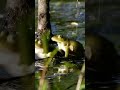 Żaba zielona.#nature #frog #spring #music #shorts #