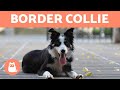 10 fatos sobre o BORDER COLLIE que o mundo precisa saber