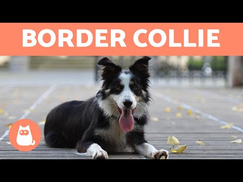 Vídeo:  Um dos cães de fazenda mais emblemáticos do mundo, o Border Collie vive para trabalhar. Ela foi desenvolvida no país de fronteira entre Escócia e Inglaterra, e ainda prospera em s