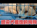 狗狗不幸感染了犬瘟热 还好主人及时发现 留院治疗两天情况好转 狗狗不幸感染了犬瘟热 还好主人及时发现 留院治疗两天情况好转