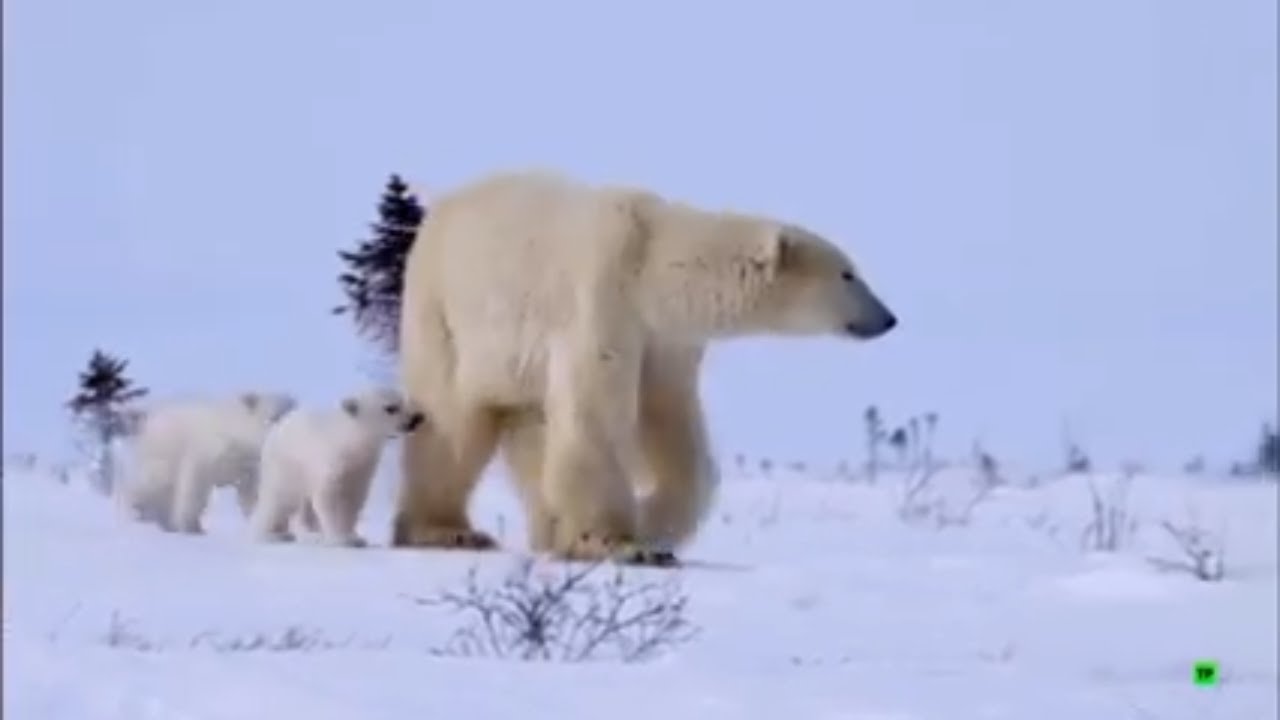 Documental Cachorro polar - documentales de animales -documentales 2020