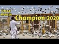 Rajasthani kabootarchampion 2nd winner of rajasthan pigeon tournamen 187 chato mai seustad mohsin