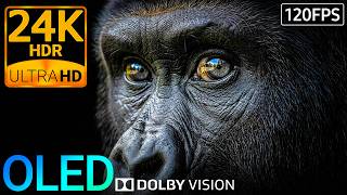 24K HDR 120FPS: The Ultimate Animal Color & Contrast OLED Test (8K/4K Video)