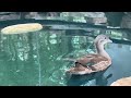 Juvenile Mandarin ducks having a swim