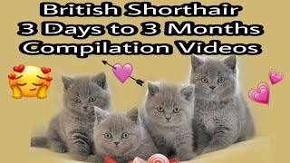 Cute British Shorthair Kitten  - Cute  British Shorthair Time Lapse from 3 days to 3 months #kittens by Reebonz Cattery TV 438 views 1 year ago 4 minutes, 16 seconds