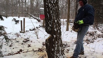 Storms Coming & Cutting Down a Dead Locust Tree