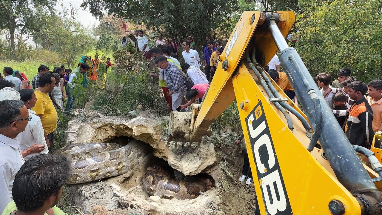जब जेसीबी से खुदाई करके किस प्रकार से निकाला गया बड़े अजगर सांप को, फिर कैसे क्या हुआ! 😱