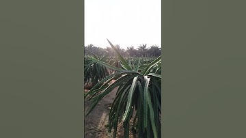 kebun buah naga luar negri