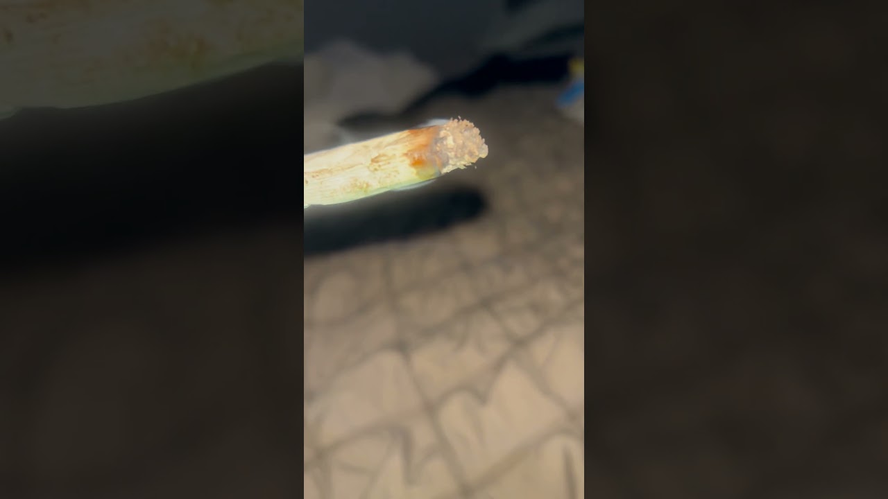 What ya 🤔?? Tester @yamagrow420  @kr38tve