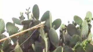 Al-qarrasa: a simple tool to harvest cactus pears