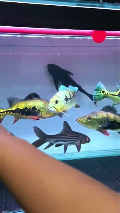 Si cantik Peacocbass Orinoco #ikanviral #ikanhiasairtawar #ikanpredatorindonesia #peacockbass