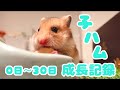 【萌死注意！】ハムスター赤ちゃん達のかわいい瞬間大公開！【成長記録】