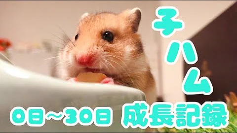 ゴールデン ハムスター 赤ちゃん 成長